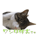 殿様保護猫【殿（との）】（個別スタンプ：10）