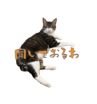 殿様保護猫【殿（との）】（個別スタンプ：12）