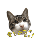 殿様保護猫【殿（との）】（個別スタンプ：13）