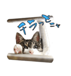 殿様保護猫【殿（との）】（個別スタンプ：14）