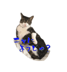 殿様保護猫【殿（との）】（個別スタンプ：16）