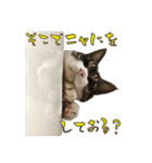 殿様保護猫【殿（との）】（個別スタンプ：17）