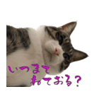 殿様保護猫【殿（との）】（個別スタンプ：18）