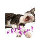 殿様保護猫【殿（との）】（個別スタンプ：19）