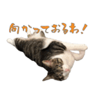 殿様保護猫【殿（との）】（個別スタンプ：20）