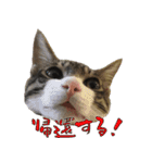 殿様保護猫【殿（との）】（個別スタンプ：21）