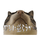 殿様保護猫【殿（との）】（個別スタンプ：22）