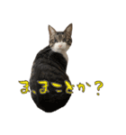 殿様保護猫【殿（との）】（個別スタンプ：23）