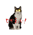 殿様保護猫【殿（との）】（個別スタンプ：24）