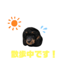 Sieq's stamp（個別スタンプ：3）