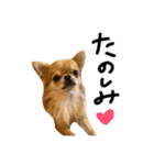 くるたんくるたん（個別スタンプ：13）