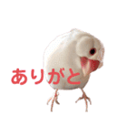 チェリーハウス（個別スタンプ：2）