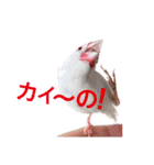 チェリーハウス（個別スタンプ：8）