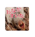 チェリーハウス（個別スタンプ：9）