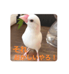 チェリーハウス（個別スタンプ：11）