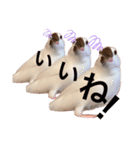 チェリーハウス（個別スタンプ：12）