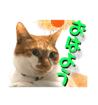 ねねこ♥⑯実写猫〜日常挨拶・会話スタンプ（個別スタンプ：1）