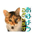ねねこ♥⑯実写猫〜日常挨拶・会話スタンプ（個別スタンプ：2）