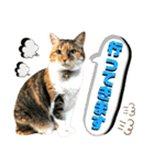 ねねこ♥⑯実写猫〜日常挨拶・会話スタンプ（個別スタンプ：3）