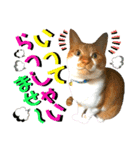 ねねこ♥⑯実写猫〜日常挨拶・会話スタンプ（個別スタンプ：4）