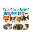 ねねこ♥⑯実写猫〜日常挨拶・会話スタンプ（個別スタンプ：5）