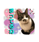 ねねこ♥⑯実写猫〜日常挨拶・会話スタンプ（個別スタンプ：6）