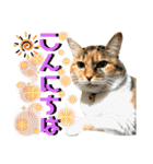 ねねこ♥⑯実写猫〜日常挨拶・会話スタンプ（個別スタンプ：7）