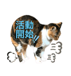 ねねこ♥⑯実写猫〜日常挨拶・会話スタンプ（個別スタンプ：8）