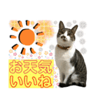 ねねこ♥⑯実写猫〜日常挨拶・会話スタンプ（個別スタンプ：9）