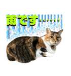 ねねこ♥⑯実写猫〜日常挨拶・会話スタンプ（個別スタンプ：10）
