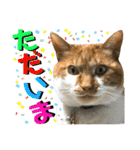 ねねこ♥⑯実写猫〜日常挨拶・会話スタンプ（個別スタンプ：11）
