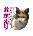 ねねこ♥⑯実写猫〜日常挨拶・会話スタンプ（個別スタンプ：12）