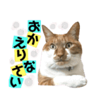 ねねこ♥⑯実写猫〜日常挨拶・会話スタンプ（個別スタンプ：13）