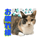 ねねこ♥⑯実写猫〜日常挨拶・会話スタンプ（個別スタンプ：14）
