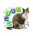 ねねこ♥⑯実写猫〜日常挨拶・会話スタンプ（個別スタンプ：15）