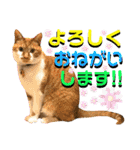 ねねこ♥⑯実写猫〜日常挨拶・会話スタンプ（個別スタンプ：17）