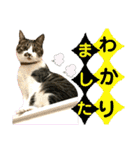 ねねこ♥⑯実写猫〜日常挨拶・会話スタンプ（個別スタンプ：19）