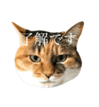 ねねこ♥⑯実写猫〜日常挨拶・会話スタンプ（個別スタンプ：20）