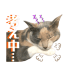 ねねこ♥⑯実写猫〜日常挨拶・会話スタンプ（個別スタンプ：21）