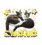 ねねこ♥⑯実写猫〜日常挨拶・会話スタンプ（個別スタンプ：22）