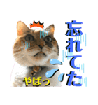 ねねこ♥⑯実写猫〜日常挨拶・会話スタンプ（個別スタンプ：25）