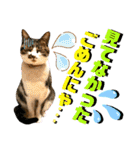 ねねこ♥⑯実写猫〜日常挨拶・会話スタンプ（個別スタンプ：26）