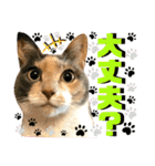 ねねこ♥⑯実写猫〜日常挨拶・会話スタンプ（個別スタンプ：27）