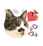 ねねこ♥⑯実写猫〜日常挨拶・会話スタンプ（個別スタンプ：29）