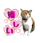 ねねこ♥⑯実写猫〜日常挨拶・会話スタンプ（個別スタンプ：30）