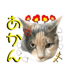ねねこ♥⑯実写猫〜日常挨拶・会話スタンプ（個別スタンプ：31）
