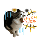 ねねこ♥⑯実写猫〜日常挨拶・会話スタンプ（個別スタンプ：32）