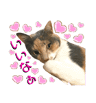 ねねこ♥⑯実写猫〜日常挨拶・会話スタンプ（個別スタンプ：33）