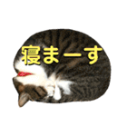 ねねこ♥⑯実写猫〜日常挨拶・会話スタンプ（個別スタンプ：34）