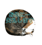 ねねこ♥⑯実写猫〜日常挨拶・会話スタンプ（個別スタンプ：35）